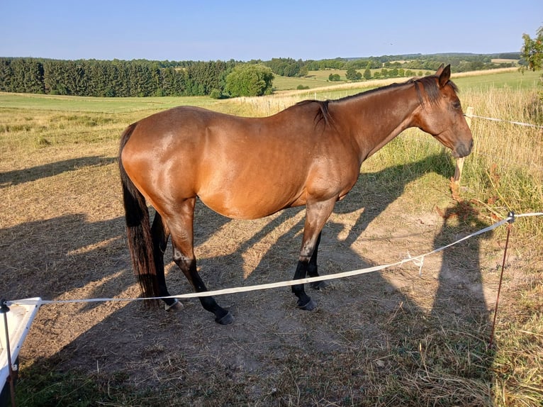 Purosangue inglese Giumenta 14 Anni 160 cm Baio in Hellenthal