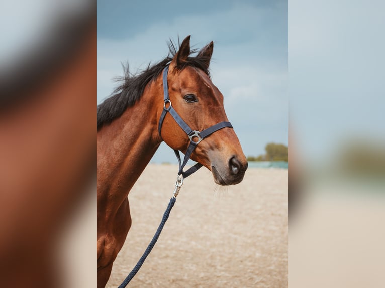 Purosangue inglese Giumenta 14 Anni 162 cm Baio in Fröndenberg