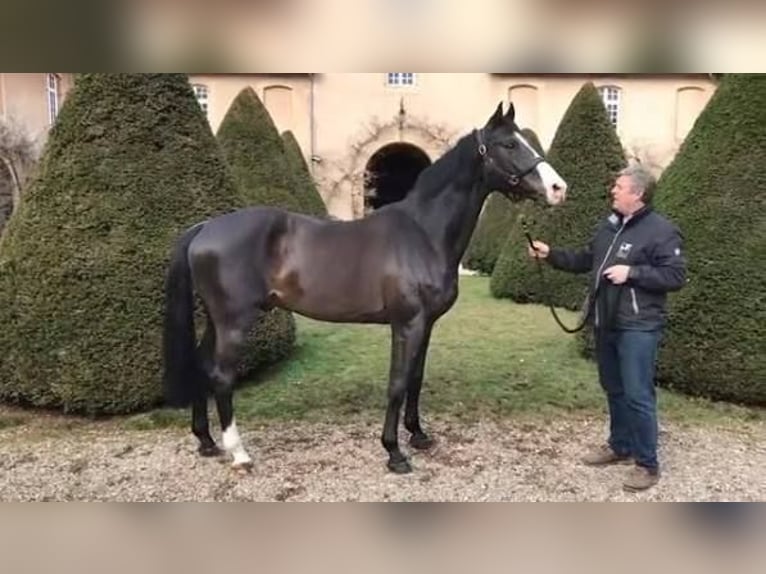 Purosangue inglese Giumenta 14 Anni 163 cm Baio ciliegia in Swietakowo