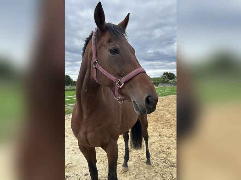 Purosangue inglese Giumenta 14 Anni 163 cm Baio in Viersen