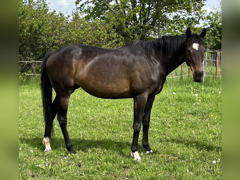 Purosangue inglese Giumenta 14 Anni 164 cm Baio in Uthleben
