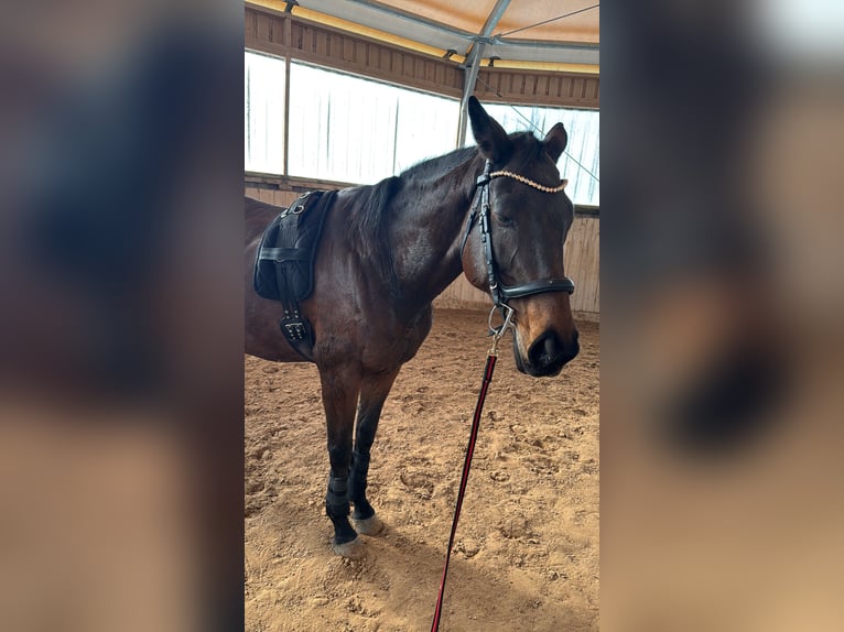 Purosangue inglese Giumenta 14 Anni 165 cm Baio in Kronach