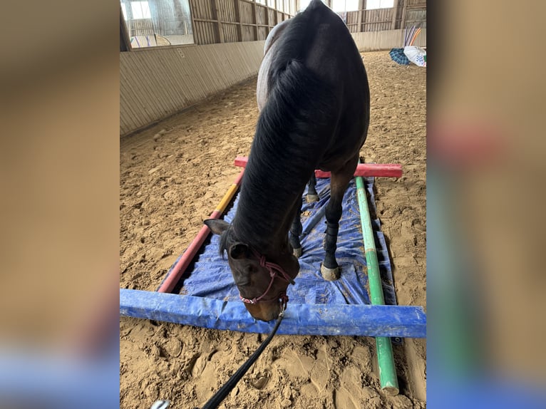 Purosangue inglese Giumenta 14 Anni 165 cm Baio in Kronach