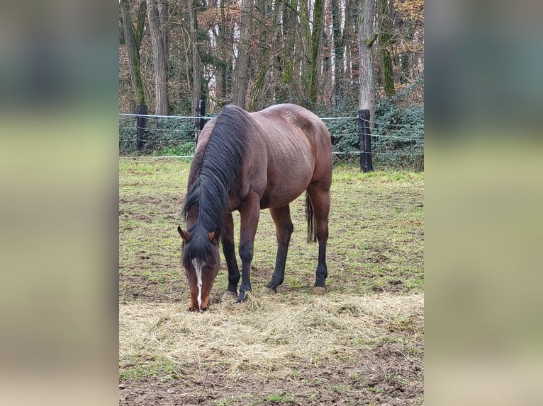 Purosangue inglese Giumenta 14 Anni 165 cm Baio in Seltz