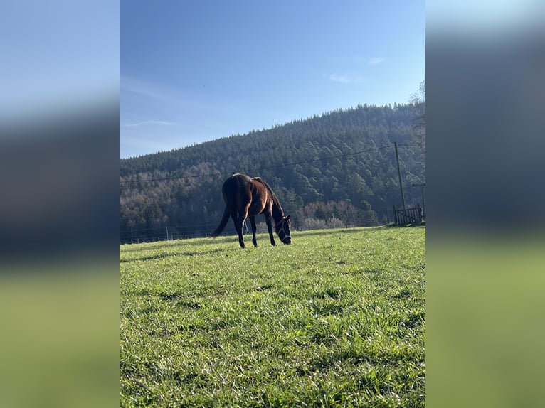 Purosangue inglese Giumenta 15 Anni 164 cm Baio in Spessart