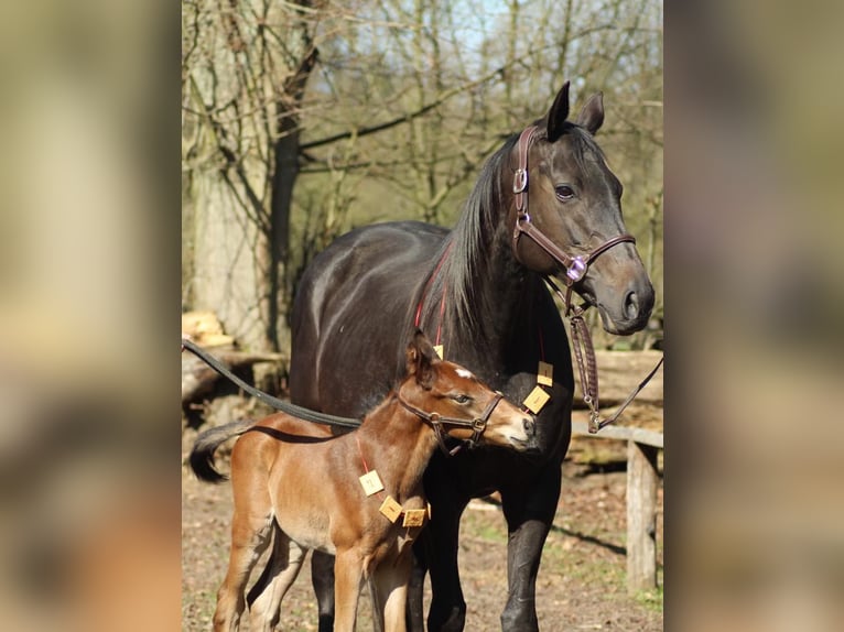 Purosangue inglese Giumenta 15 Anni 168 cm Morello in Hamburg Lemsahl-Mellingstedt