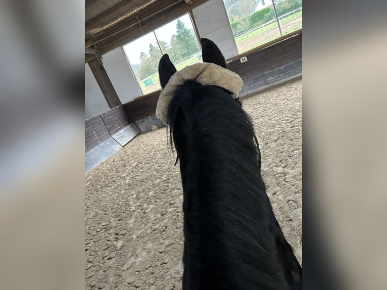 Purosangue inglese Giumenta 16 Anni 160 cm Morello in Miltenberg