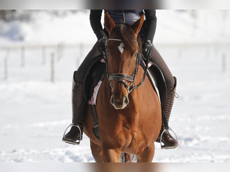 Purosangue inglese Giumenta 16 Anni 160 cm Sauro in Obervellach