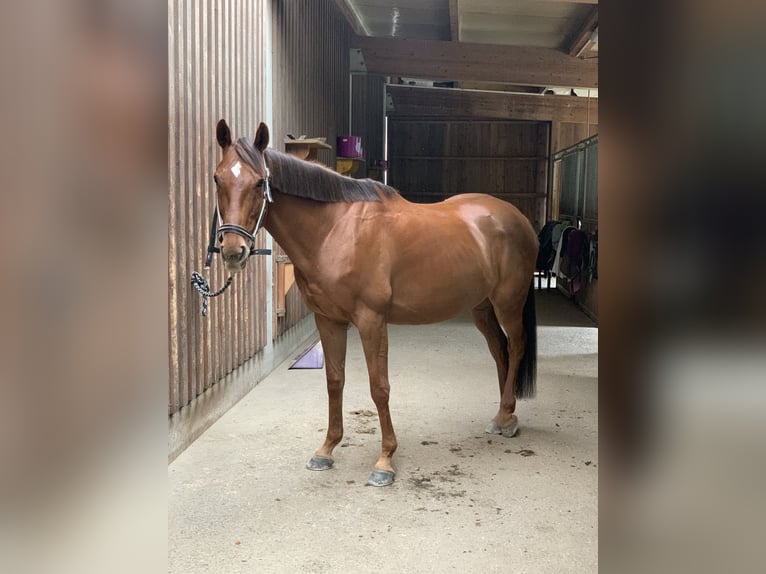 Purosangue inglese Giumenta 16 Anni 160 cm Sauro in Obervellach