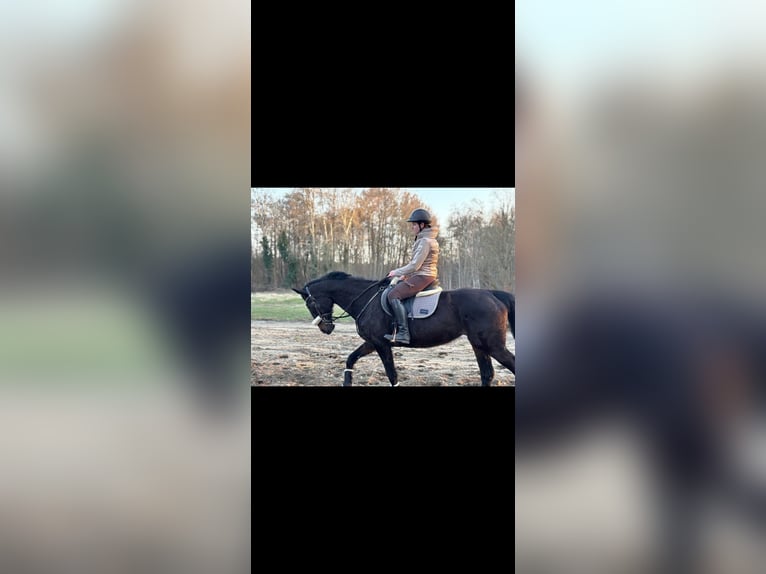 Purosangue inglese Giumenta 16 Anni 165 cm Baio in Berenbrock