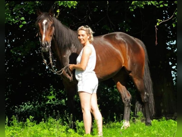 Purosangue inglese Giumenta 16 Anni 166 cm Baio scuro in Möhnesee