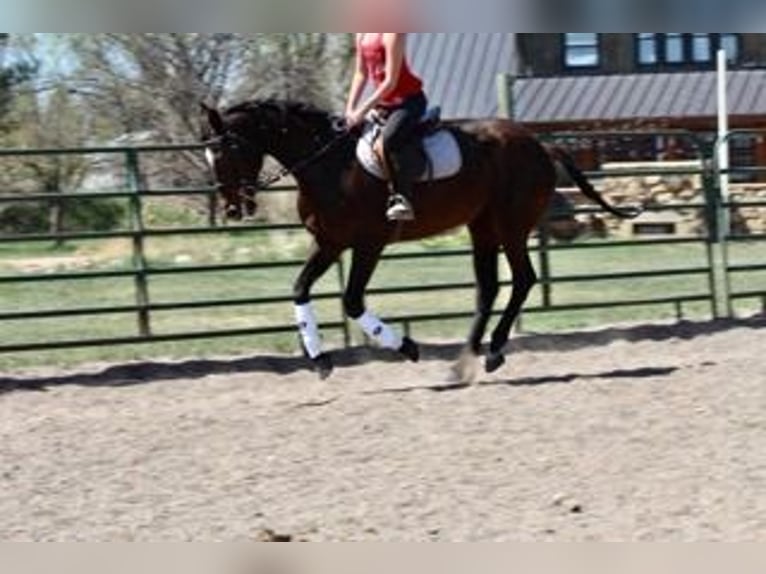 Purosangue inglese Giumenta 16 Anni 173 cm Baio ciliegia in Fort Collins, CO