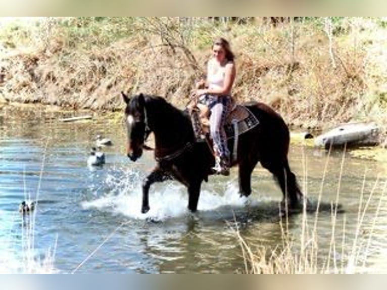 Purosangue inglese Giumenta 16 Anni 173 cm Baio ciliegia in Fort Collins, CO