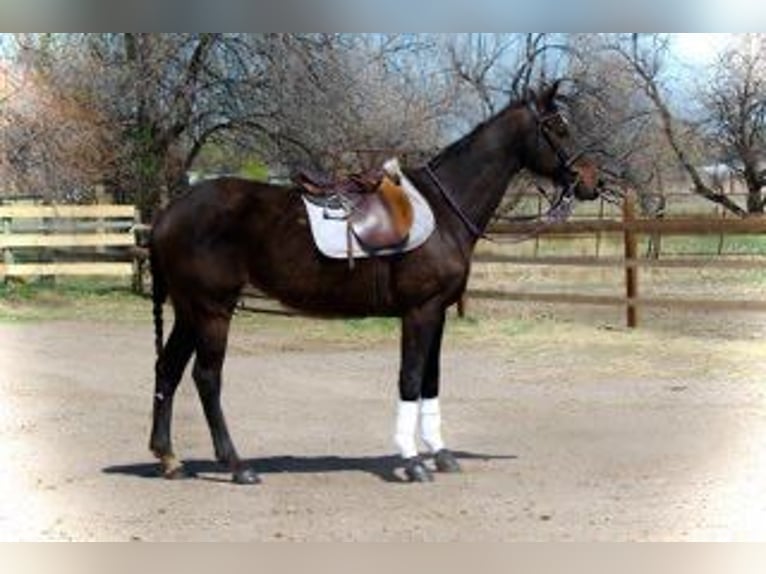 Purosangue inglese Giumenta 16 Anni 173 cm Baio ciliegia in Fort Collins, CO