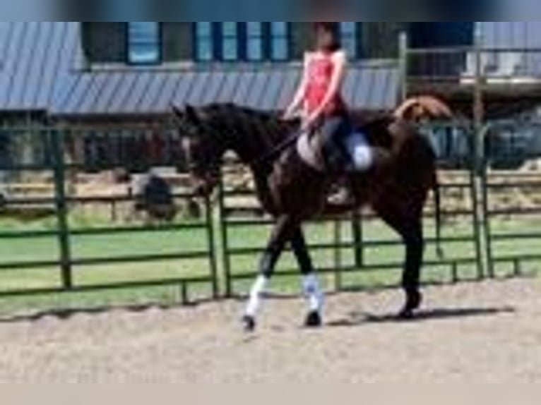 Purosangue inglese Giumenta 16 Anni 173 cm Baio ciliegia in Fort Collins, CO