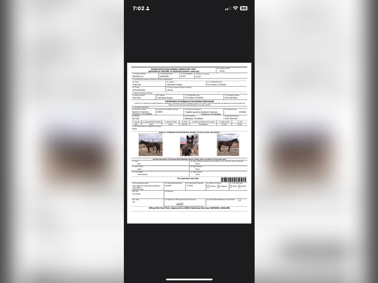 Purosangue inglese Giumenta 16 Anni 173 cm Morello in Fort Collins Purosangue inglese Giumenta 16 Anni 173 cm Morello in Fort Collins
