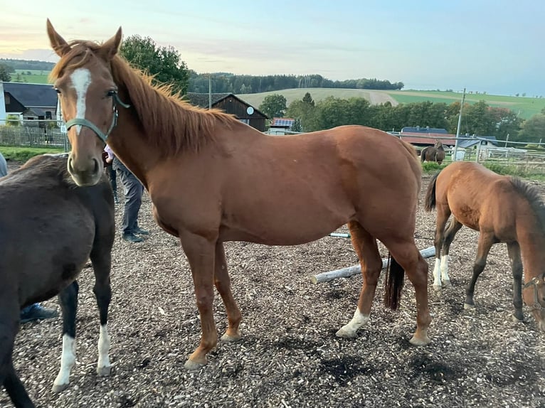 Purosangue inglese Giumenta 17 Anni 155 cm Sauro in Mildenau
