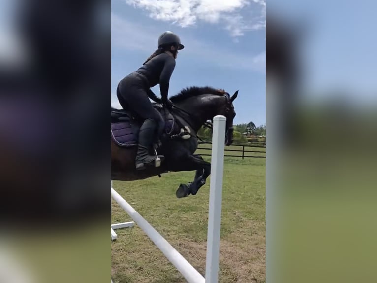 Purosangue inglese Giumenta 17 Anni 163 cm Baio scuro in NSW