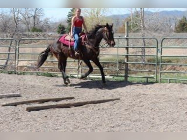 Purosangue inglese Giumenta 17 Anni 173 cm Baio ciliegia in Fort Collins, CO