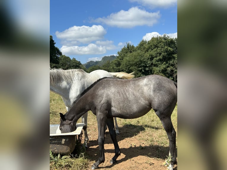 Purosangue inglese Giumenta 1 Anno Grigio in Ladines (Oviedo)iedo