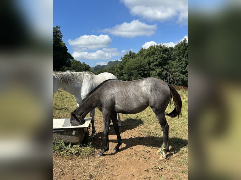 Purosangue inglese Giumenta 1 Anno Grigio in Ladines (Oviedo)iedo