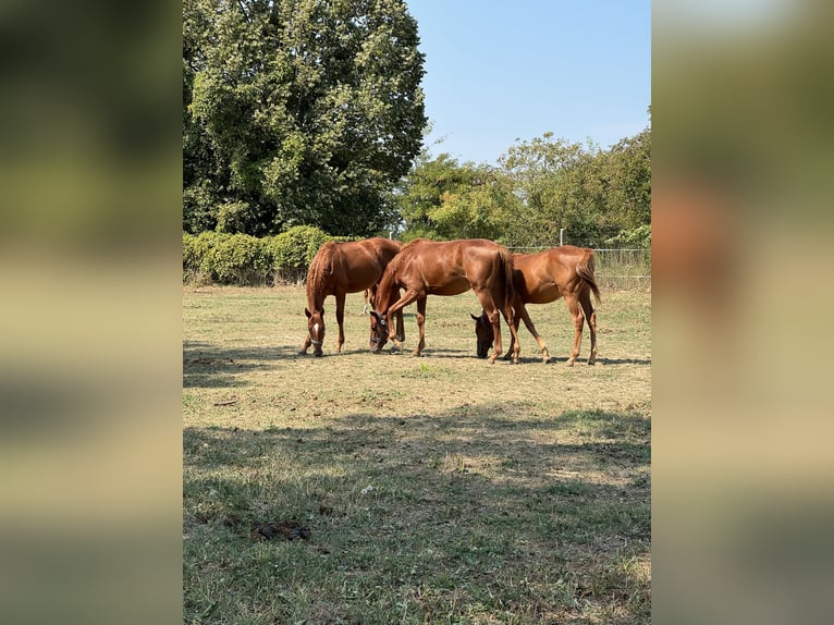 Purosangue inglese Giumenta 1 Anno Sauro scuro in Budapest