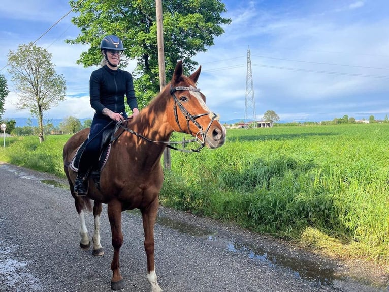 Purosangue inglese Giumenta 20 Anni 160 cm Sauro in Sandrigo