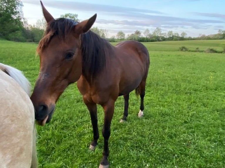 Purosangue inglese Giumenta 20 Anni 163 cm Baio ciliegia in Randolph, NY