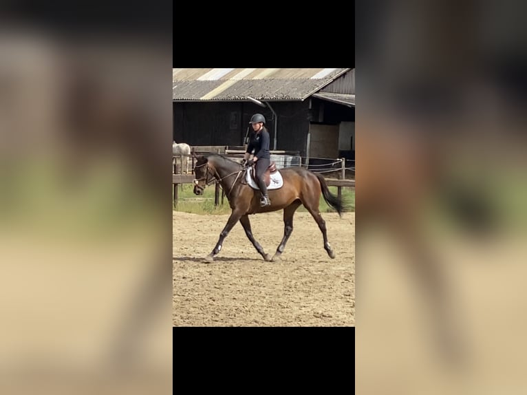Purosangue inglese Giumenta 20 Anni 164 cm Baio in Euskirchen