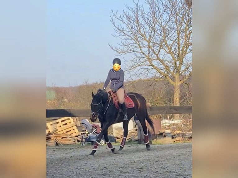 Purosangue inglese Giumenta 20 Anni 164 cm Baio in Euskirchen