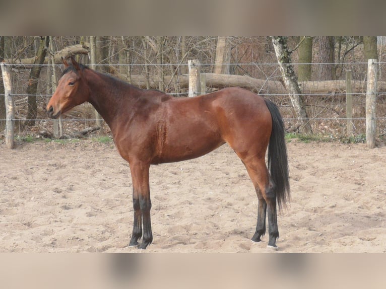 Purosangue inglese Giumenta 2 Anni 162 cm Baio in Neu-Lübenau