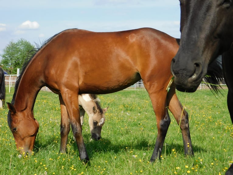 Purosangue inglese Giumenta 2 Anni 162 cm Baio in Neu-Lübenau