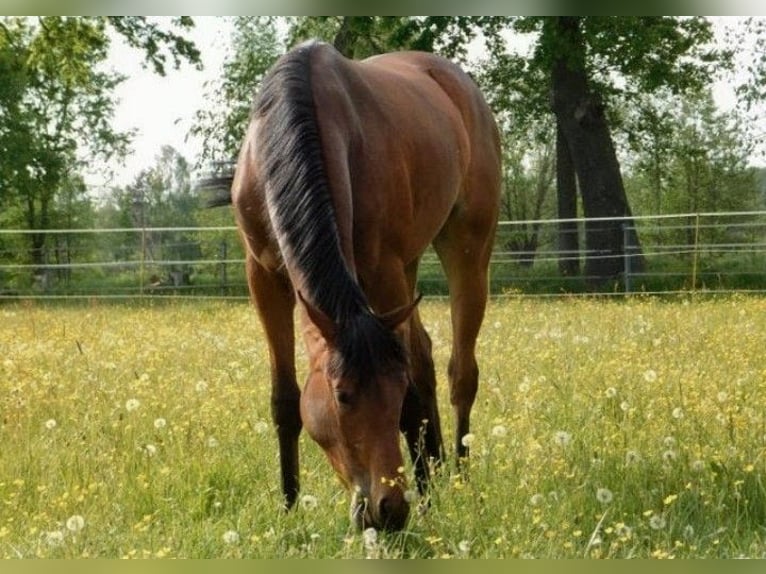 Purosangue inglese Giumenta 2 Anni 162 cm Baio in Neu-Lübenau
