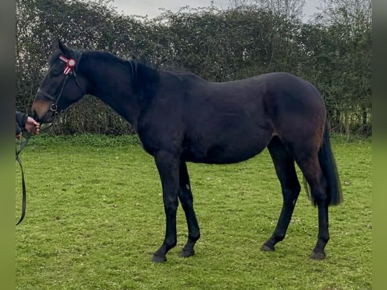 Purosangue inglese Mix Giumenta 2 Anni 163 cm Baio in Norfolk