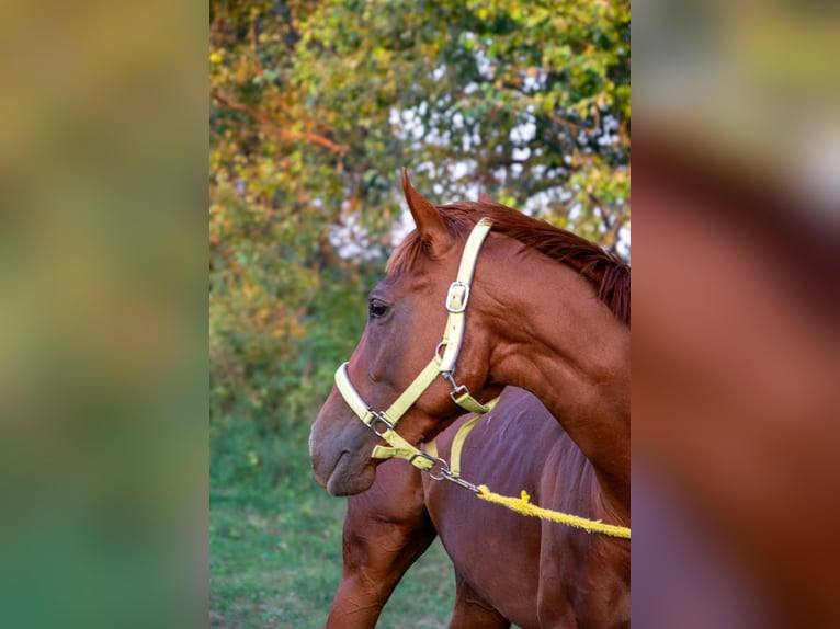 Purosangue inglese Giumenta 3 Anni 154 cm Sauro scuro in Vác