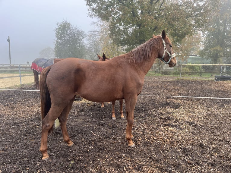 Purosangue inglese Giumenta 3 Anni 155 cm Sauro in Iserlohn