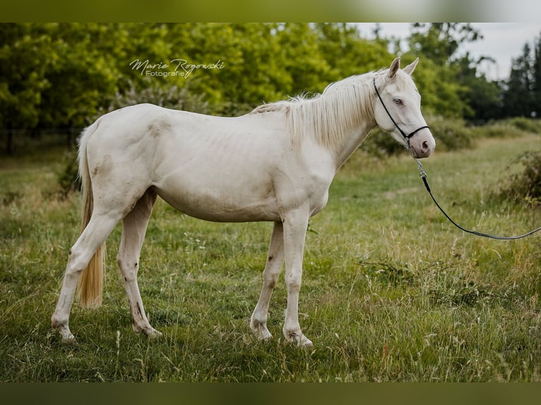 Purosangue inglese Giumenta 3 Anni 157 cm Cremello in Beaumont-Pied-de-Buf