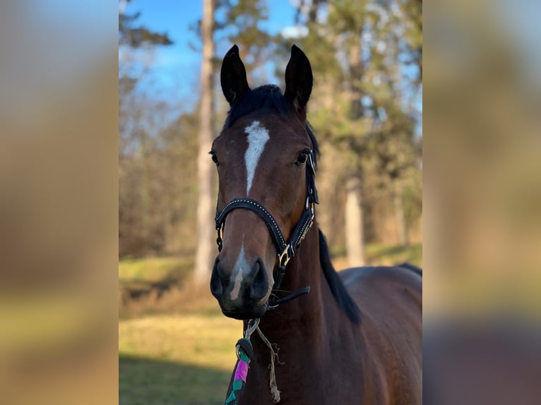 Purosangue inglese Giumenta 3 Anni 158 cm Baio ciliegia in Dunakeszi