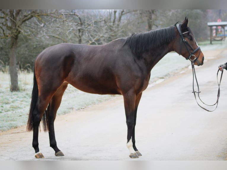 Purosangue inglese Giumenta 3 Anni 160 cm Baio in K&#xFC;mmersbruck