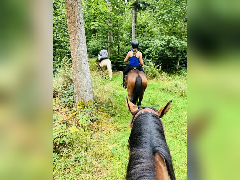 Purosangue inglese Giumenta 3 Anni 160 cm Baio in HENGWILLER