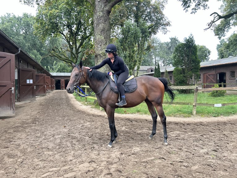 Purosangue inglese Giumenta 3 Anni 162 cm Baio in KrefeldKrefeld