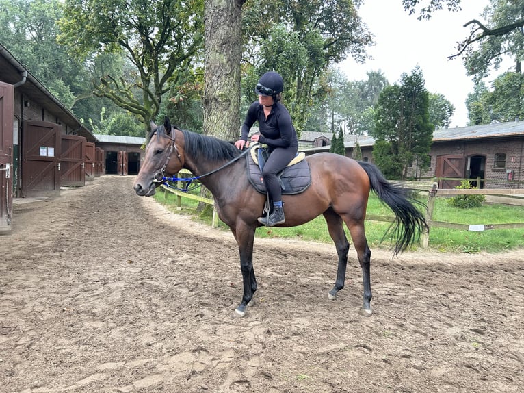 Purosangue inglese Giumenta 3 Anni 162 cm Baio in KrefeldKrefeld