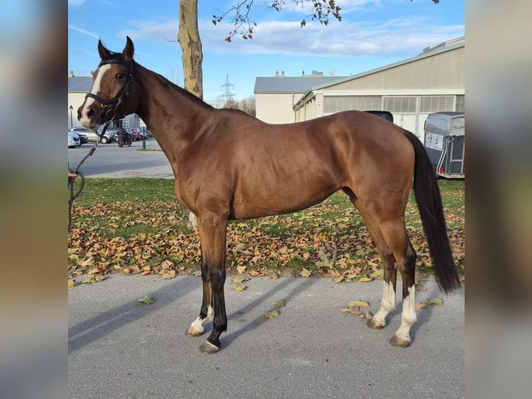 Purosangue inglese Giumenta 3 Anni 163 cm Baio in Ebreichsdorf