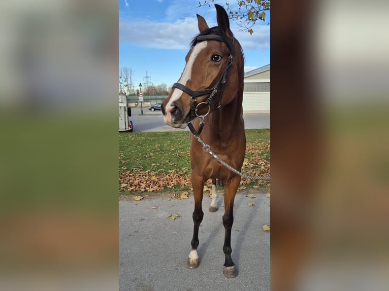 Purosangue inglese Giumenta 3 Anni 163 cm Baio in Ebreichsdorf