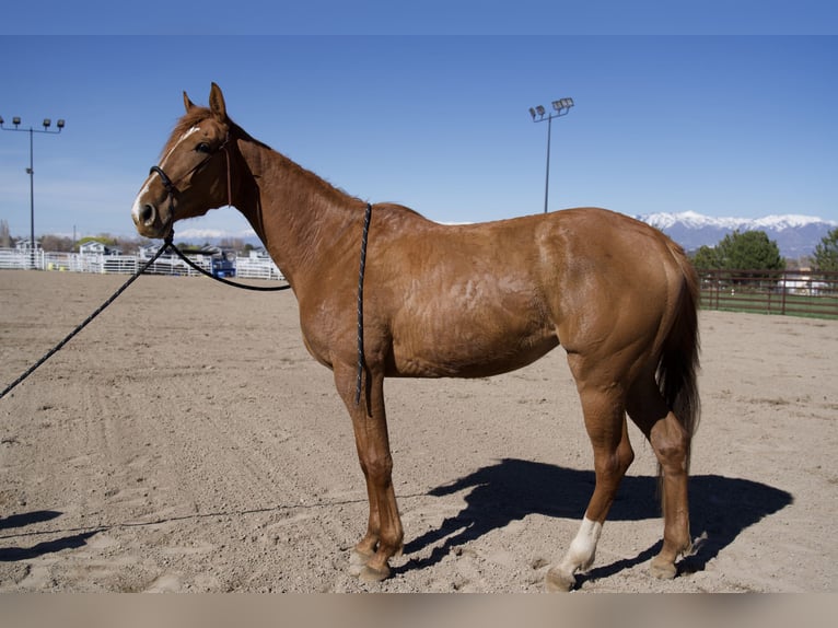 Purosangue inglese Giumenta 3 Anni 163 cm Sauro scuro in West Jordan