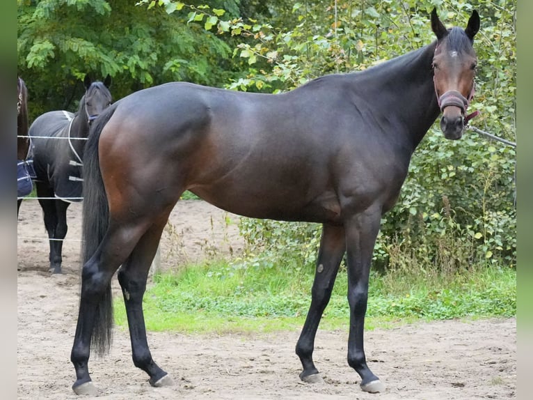Purosangue inglese Giumenta 3 Anni 165 cm Baio in Neuenhagen bei Berlin