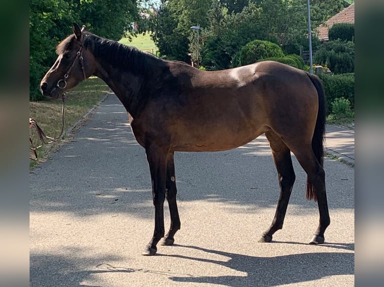 Purosangue inglese Giumenta 3 Anni 166 cm Baio in Empfingen