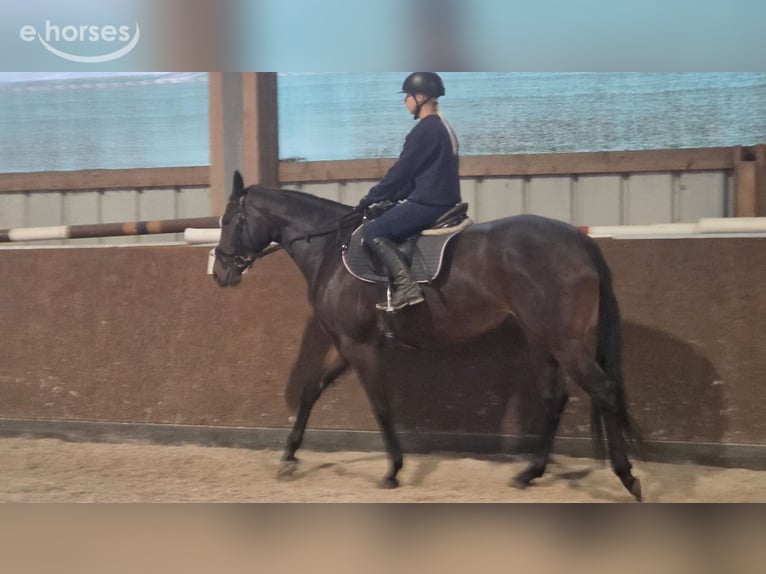 Purosangue inglese Giumenta 3 Anni 167 cm Baio scuro in Kummersdorf-Gut