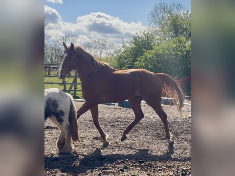 Purosangue inglese Giumenta 3 Anni Sauro scuro in Bridgwater, Somerset