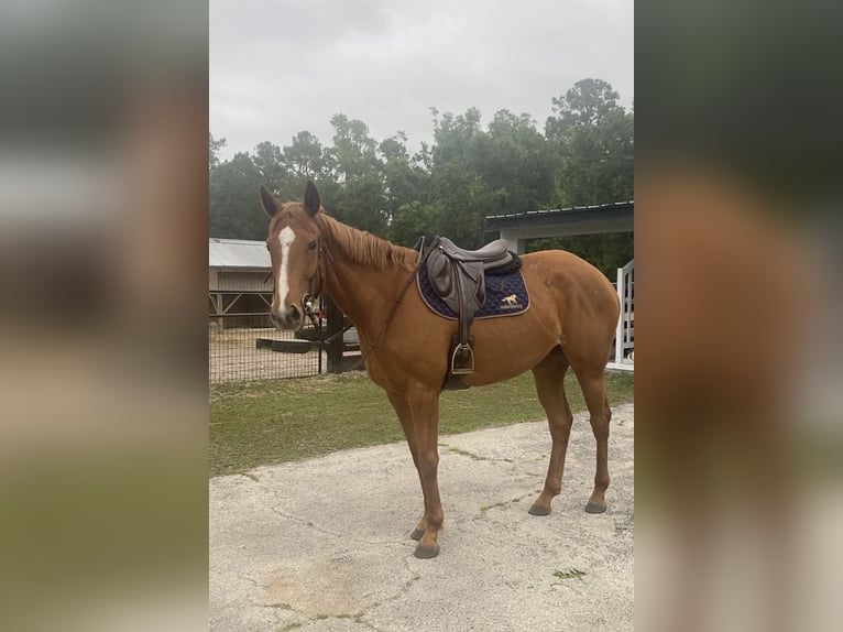 Purosangue inglese Giumenta 4 Anni 146 cm Baio ciliegia in Gainesville